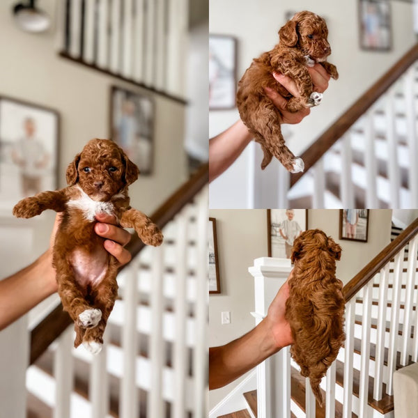 Toy Cavapoo Girl $2,500