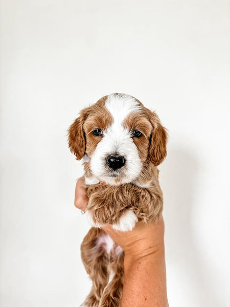 Micro/Mini Goldendoodle Boy $2,000