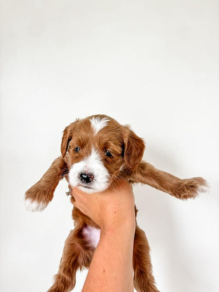 Micro/Mini Goldendoodle Boy $1,500