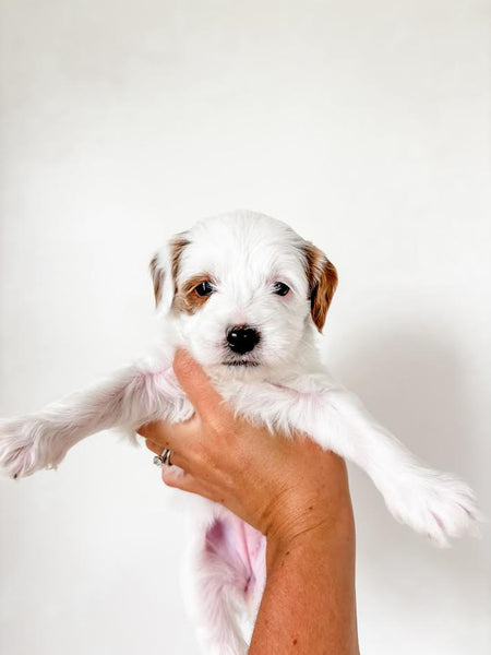 Micro/Mini Goldendoodle Boy $600