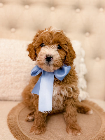 Mini Goldendoodle Boy $1,500