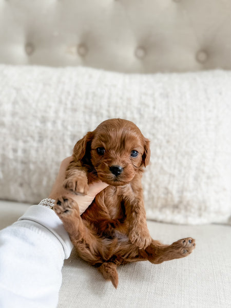 Micro F1 Cavapoo Boy $2,250