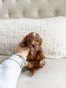 Micro F1 Cavapoo Girl $3,000