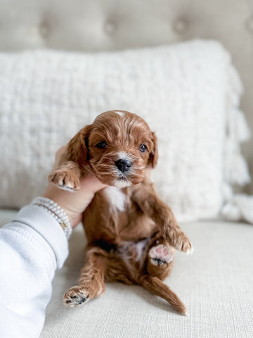 Micro F1 Cavapoo Boy $2,500