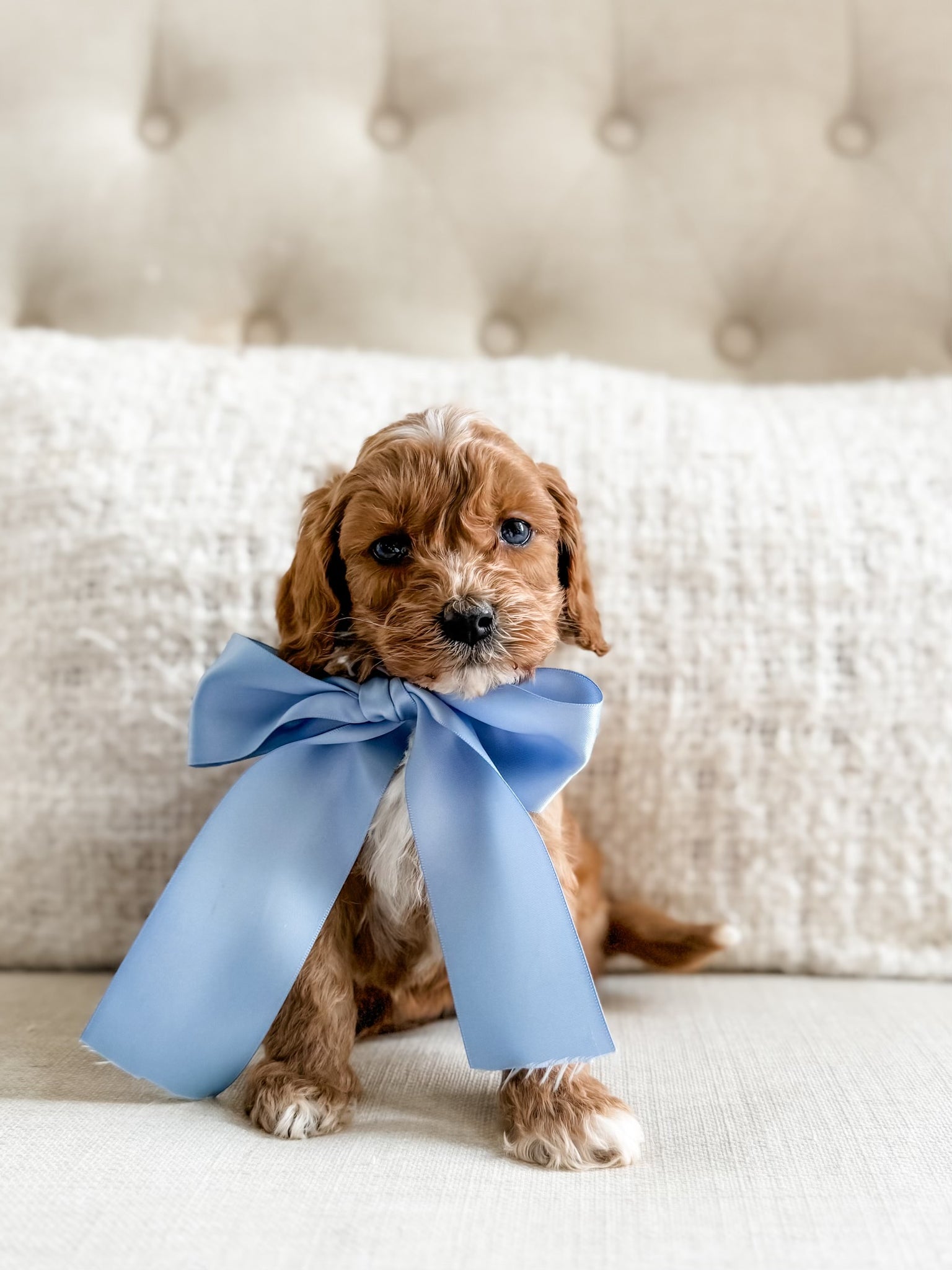 Mini Goldendoodle Boy $1,500