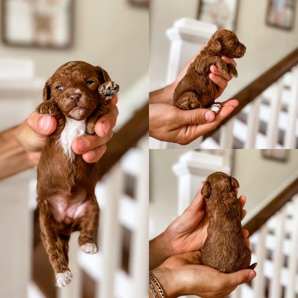 Toy Cavapoo Girl $2,500