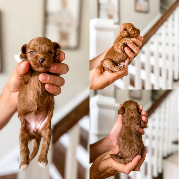 Toy Cavapoo Girl $2,500