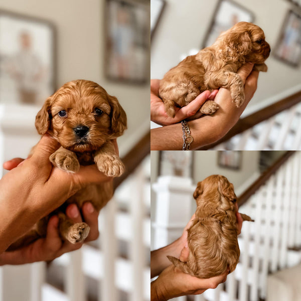 Micro F1 Cavapoo Girl $2,000