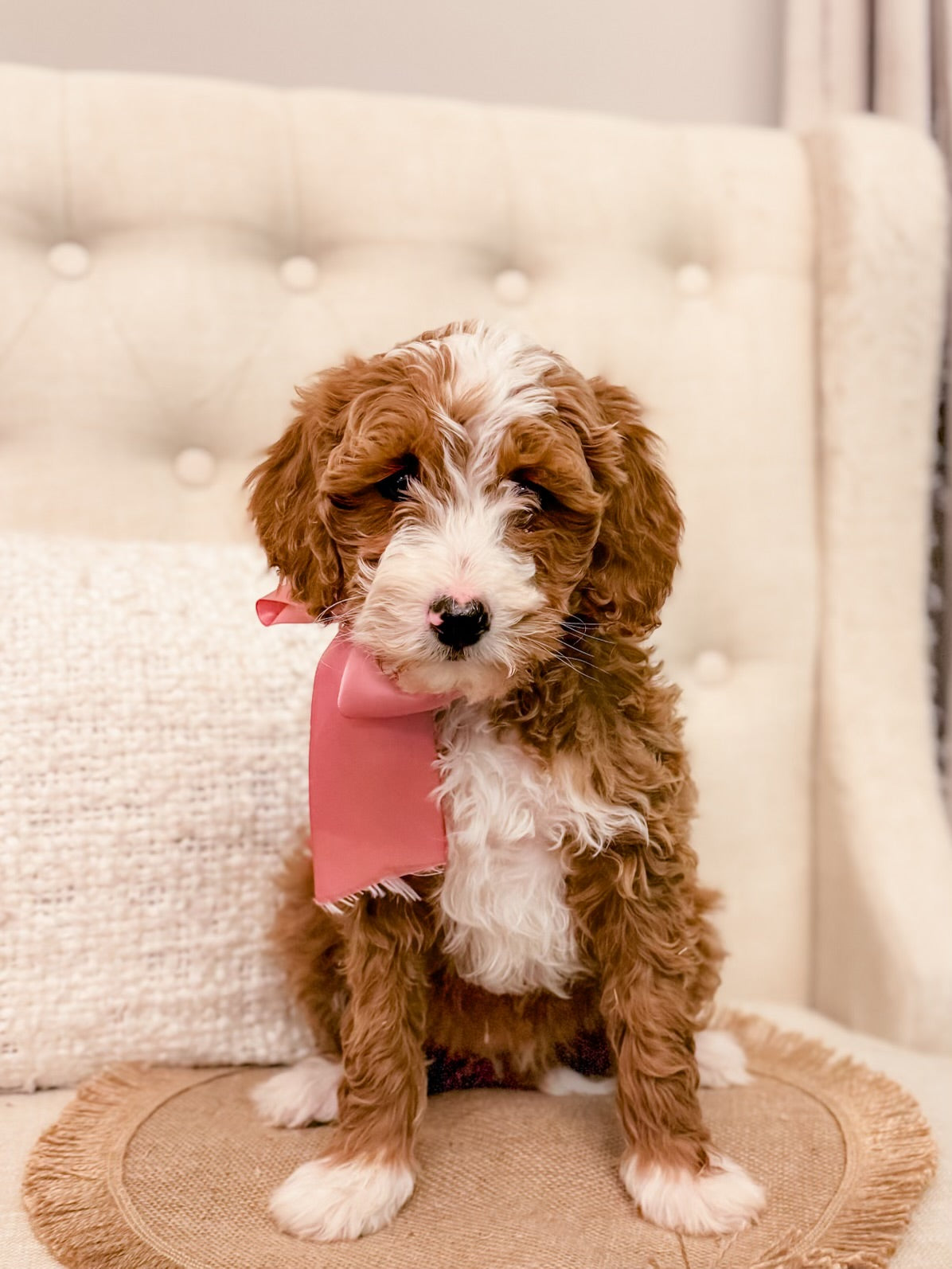 Mini Goldendoodle Girl $1,600