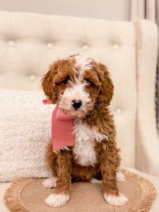 Mini Goldendoodle Girl $1,600