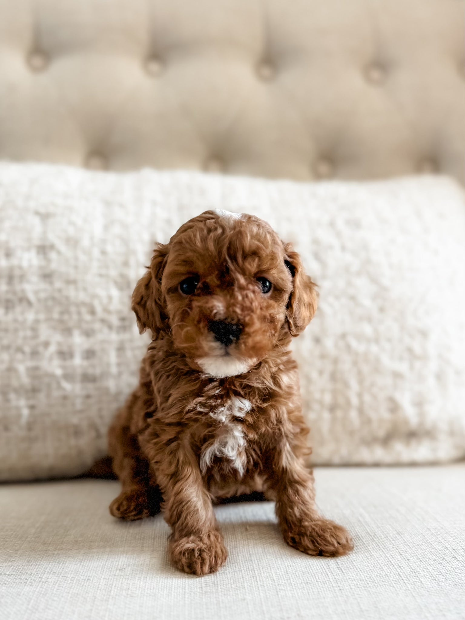 Micro F1BB Cavapoo Boy $2,250