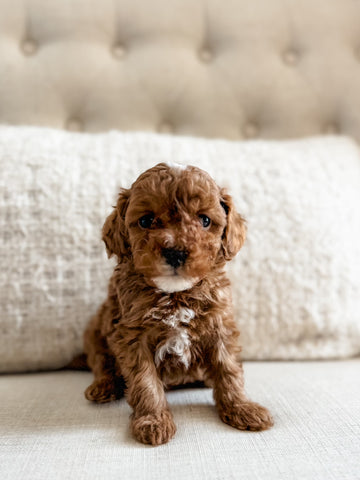 Micro F1BB Cavapoo Boy $2,250