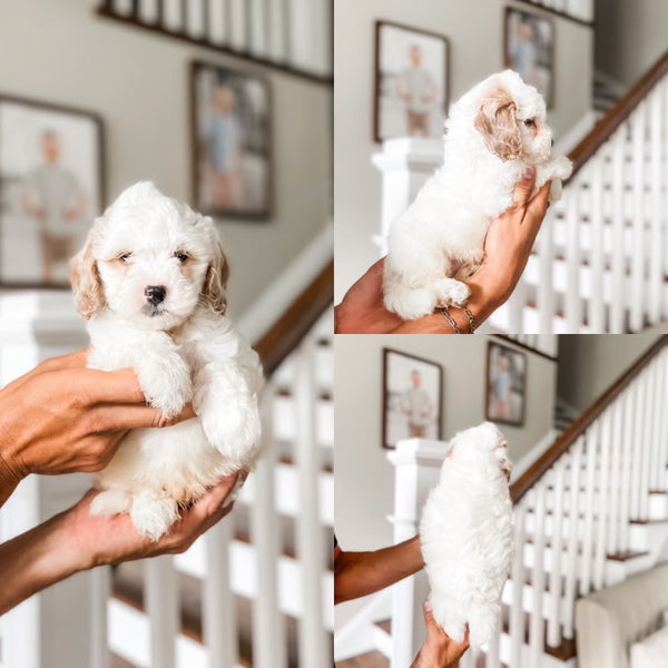 Mini Goldendoodle Boy $1000