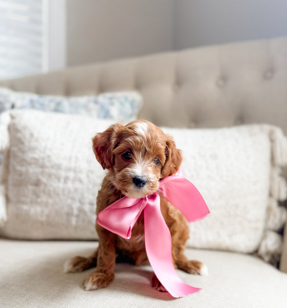 Micro/Mini Goldendoodle Girl $2000