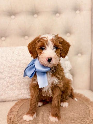 Mini Goldendoodle Boy $1,600