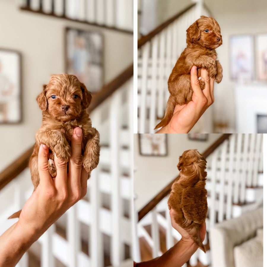 Toy Cavapoo Girl $2,500