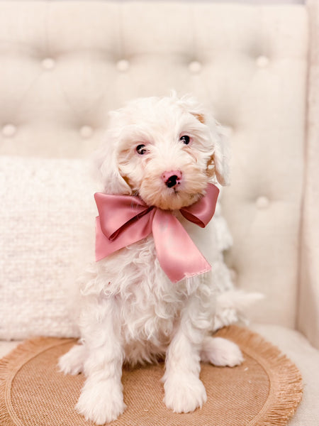 Mini Goldendoodle Girl $1,000