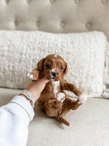 Micro F1 Cavapoo Boy $2,500