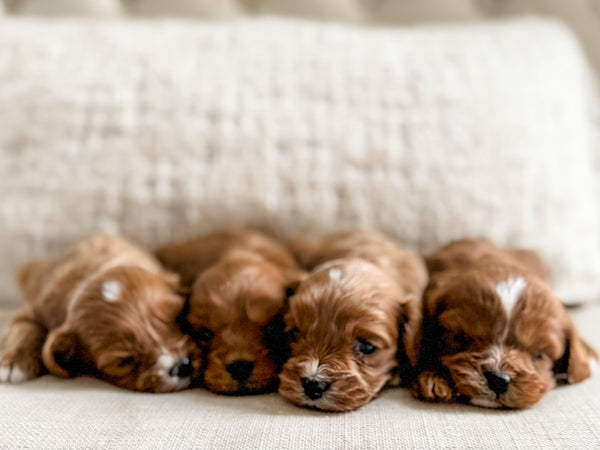 Micro F1 Cavapoo Boy $2,250