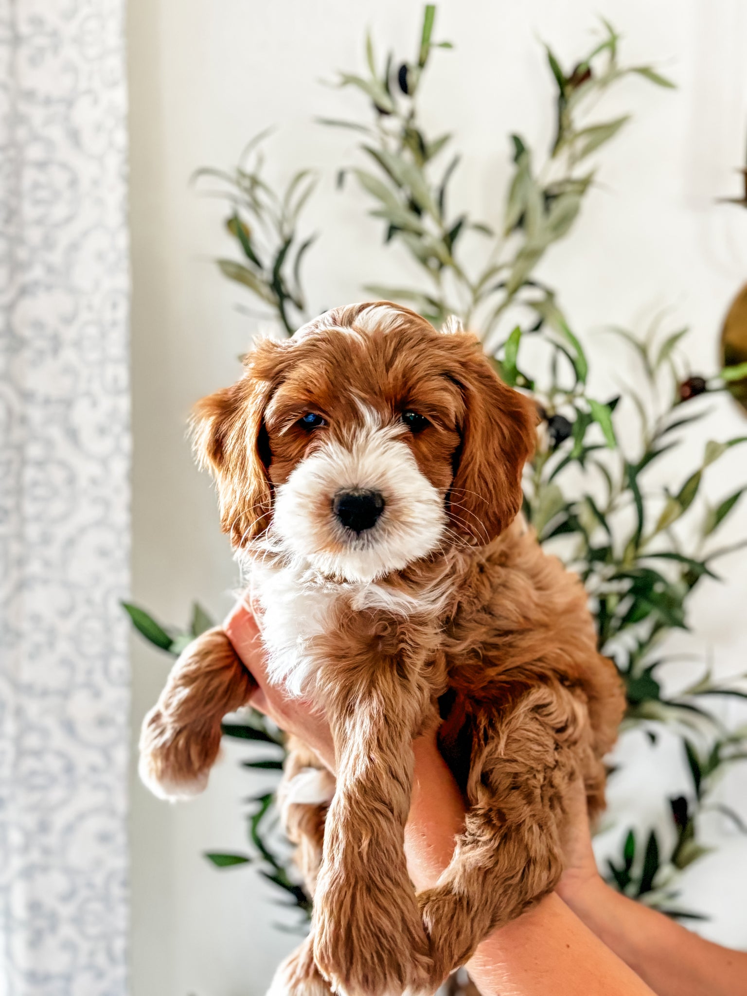 Micro/Mini Goldendoodle Boy $1,500