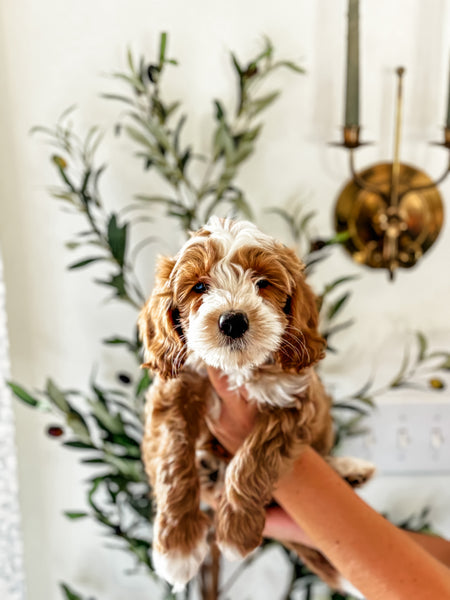 Micro/Mini Goldendoodle Boy $2,000