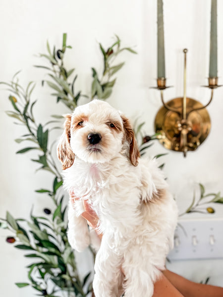 Micro/Mini Goldendoodle Boy $600