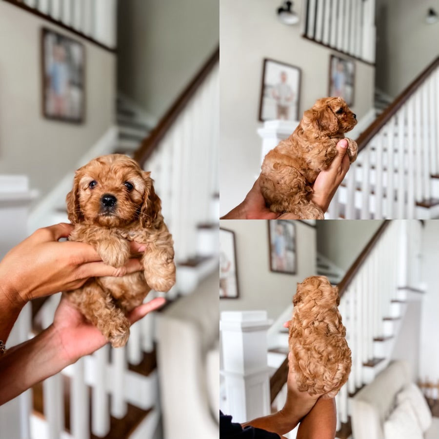 Micro F1 Cavapoo Girl $2,000