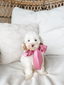 Micro/Mini Goldendoodle Girl $1,000