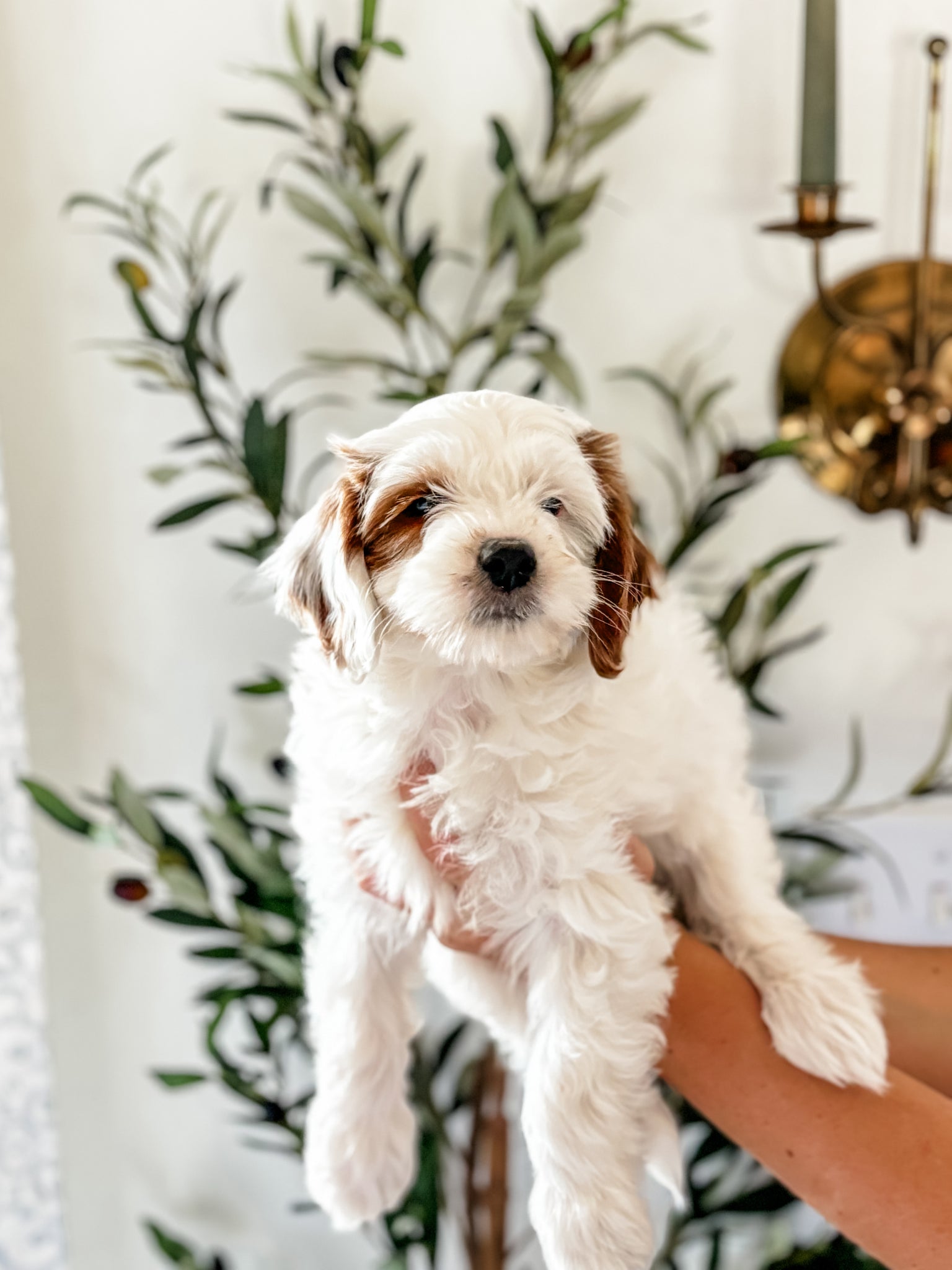 Micro/Mini Goldendoodle Girl $800