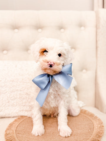 Mini Goldendoodle Boy $1,000