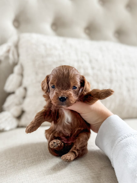 Micro F1BB Cavapoo Girl $2,500