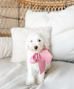 Micro/Mini Goldendoodle Girl $1,000