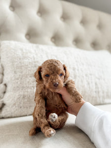 Micro F1BB Cavapoo Girl $3,000