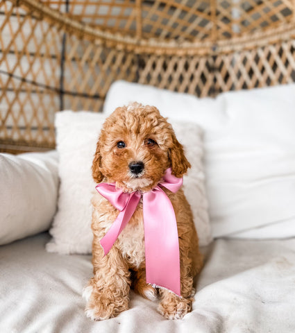 Micro Goldendoodle Girl $1500