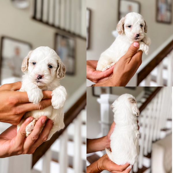 Mini Goldendoodle Boy $1000