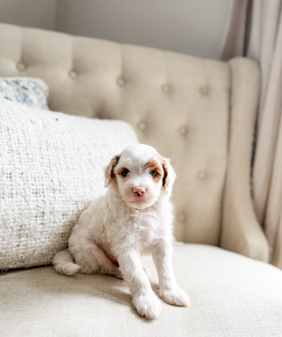 Micro/Mini Goldendoodle Boy $1000