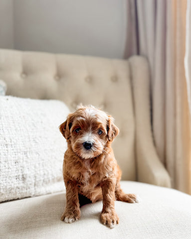 Micro/Mini Goldendoodle Girl $2000