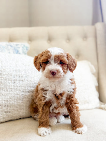 Micro Goldendoodle Girl $3,500