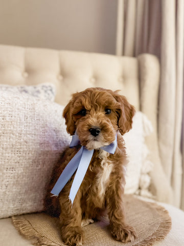 Mini Goldendoodle Boy $1200