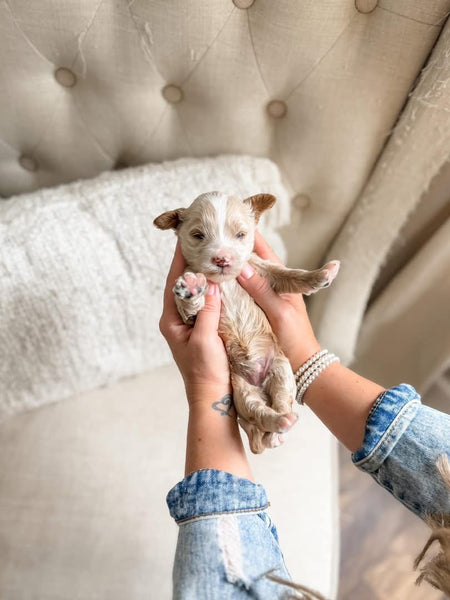 Mini Goldendoodle Boy $2000