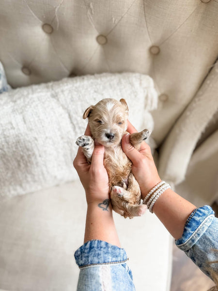 Mini Goldendoodle Boy $1500