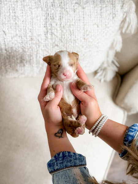 Mini Goldendoodle Boy $2,500