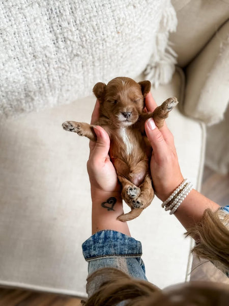 Mini Goldendoodle Boy $1,500