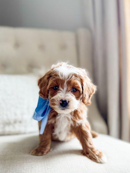 Mini Goldendoodle Boy $2500