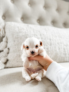 Micro F1BB Cavapoo Girl $1,750