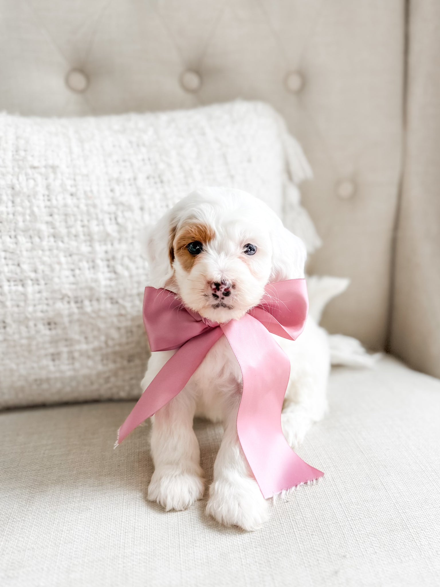 Mini Goldendoodle Girl $1,200