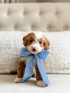 Mini Goldendoodle Boy $2,500