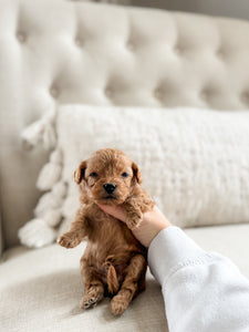 Micro F1BB Cavapoo Boy $1,750