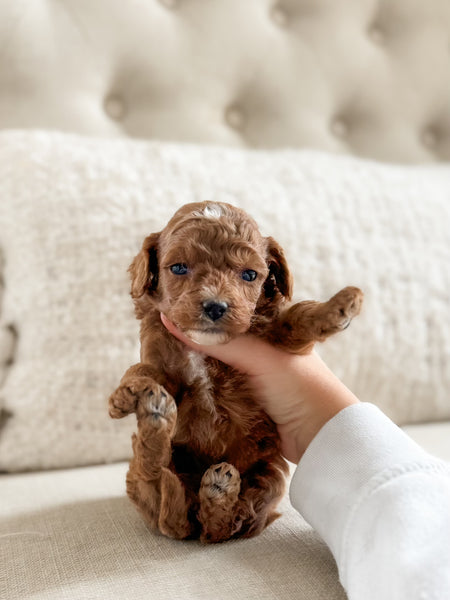 Micro F1BB Cavapoo Boy $2,250