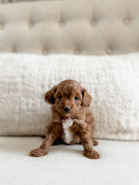 Micro F1BB Cavapoo Girl $2,500